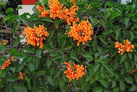 bignonias variedades.